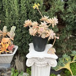 Succulent Variety In Black Medium Ceramic Pot 