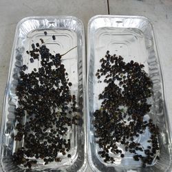 40 Lantana Seeds $6-Ship $3.50 Easy Fast Growing Attracts Butterflys