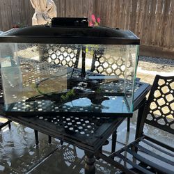 Fish Tank 
