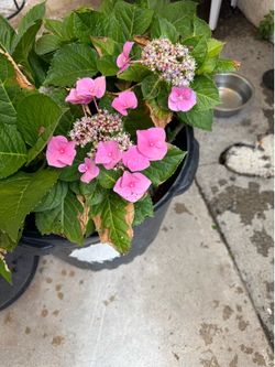 I got these plans for sale. I don’t know the name but