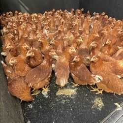 Don’t Forget To Get Your Breakfast, Egg Producing Friends.  Different Breeds Ready To Lay!