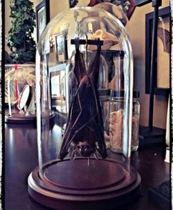 Hanging Taxidermy Bat In A Dome – Oddities
