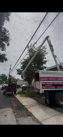 Tree Trim