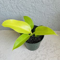 Philodendron   Moonlight   Plant 