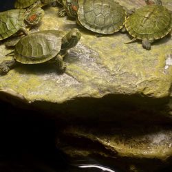Red Ear Slider 