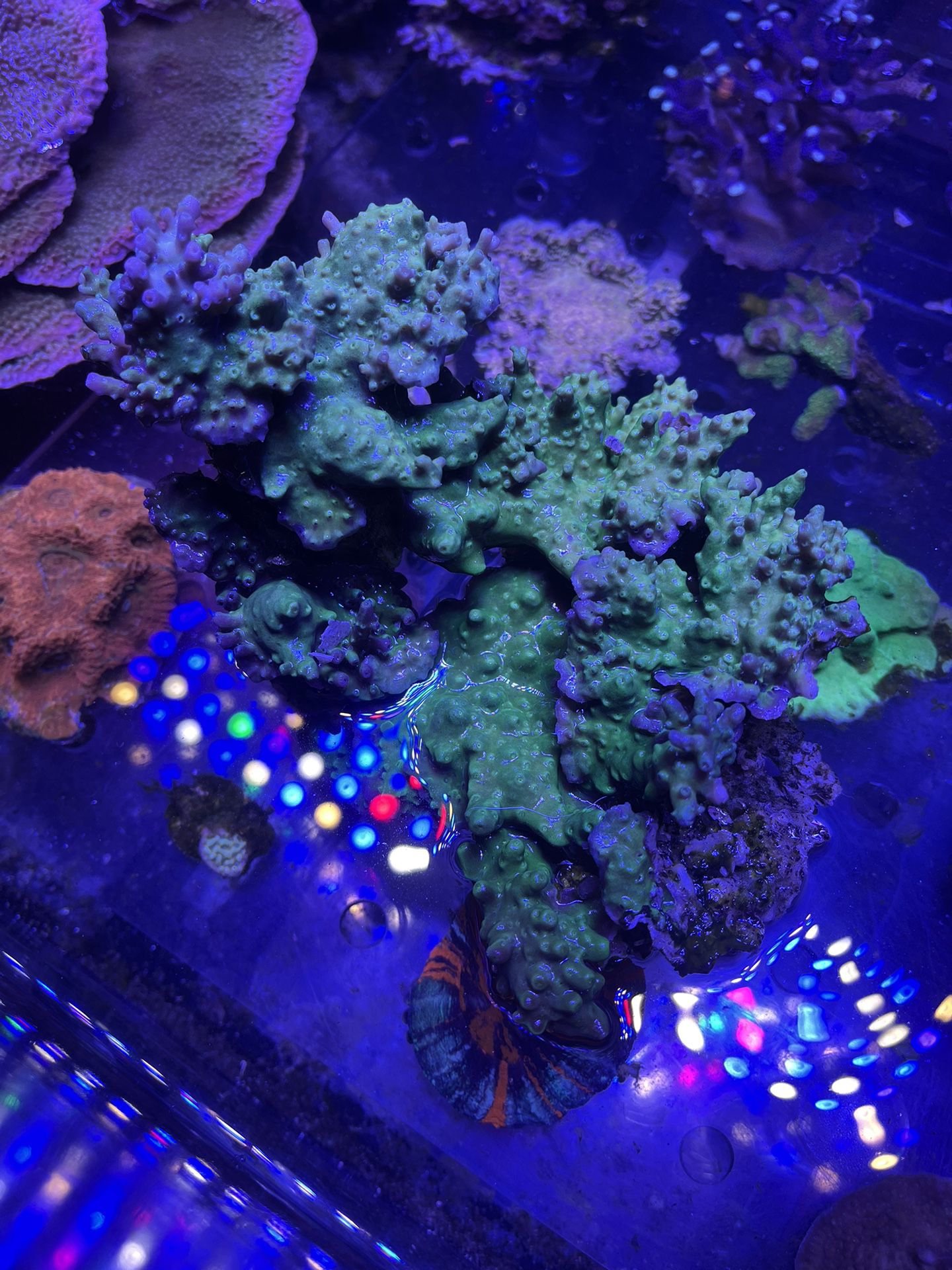 Huge Green Acropora Coral