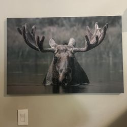 Moose Canvas Photo