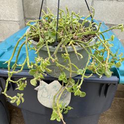 Plant