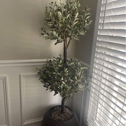 Olive Topiary Tree 