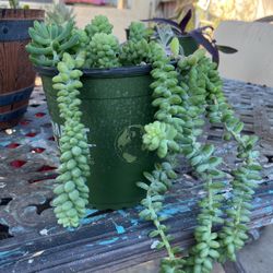 Succulent