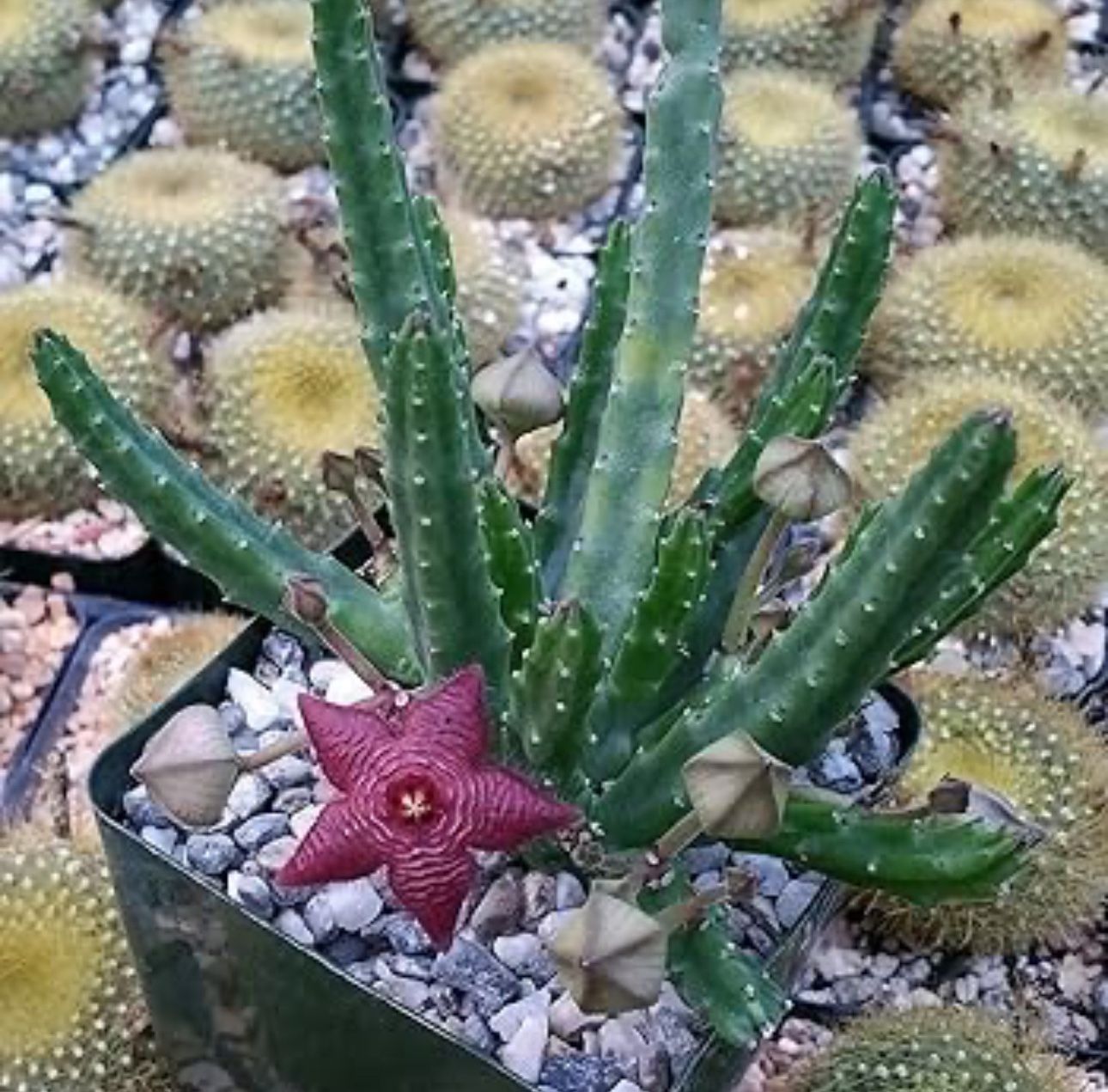 Stapelia Scitula πͺ΄πΊ