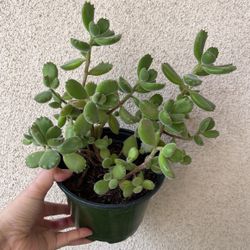 Cute Panda 🐼 Paw Succulent Plant 6”pot