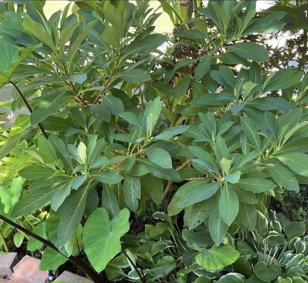Edgeworthia Paper Plant Bush (prices In Last Picture)