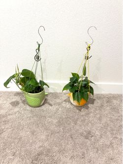 Pothes plants