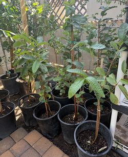 Large Mexican Guava Trees, almost 3 feet tall, $30 each, firm price!