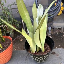Snake plant