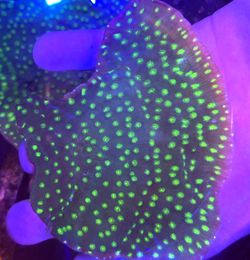 Big Chunk Hollywood Stunner Coral