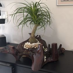 Nelson’s Exotic Garden