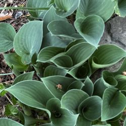Hostas $10 