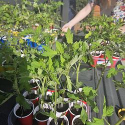Plant Sale Tomatoes , Citronella 
