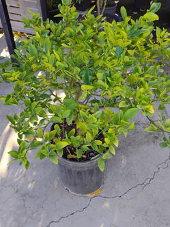 Lemon tree