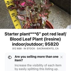 Starter plant***6” pot red leaf/Blood Leaf Plant (Iresine) indoor/outdoor; 95820