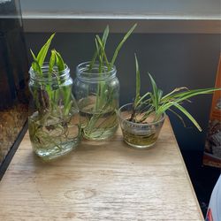 Spider Plant Babies And Medium Spider Plants ready to plant