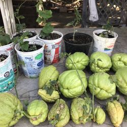 Chayote Para Sembrar Ya Estan Las Matas Listas Super Saludable Rico En Vitaminas $5 Cada Una 