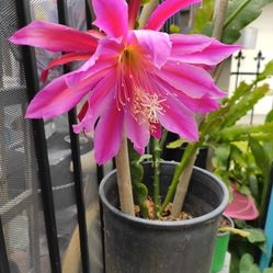 Orquídea Cactus