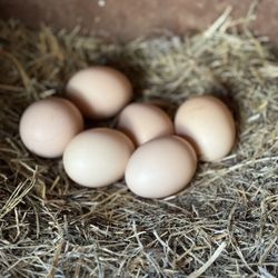 Fresh back Yard Eggs 