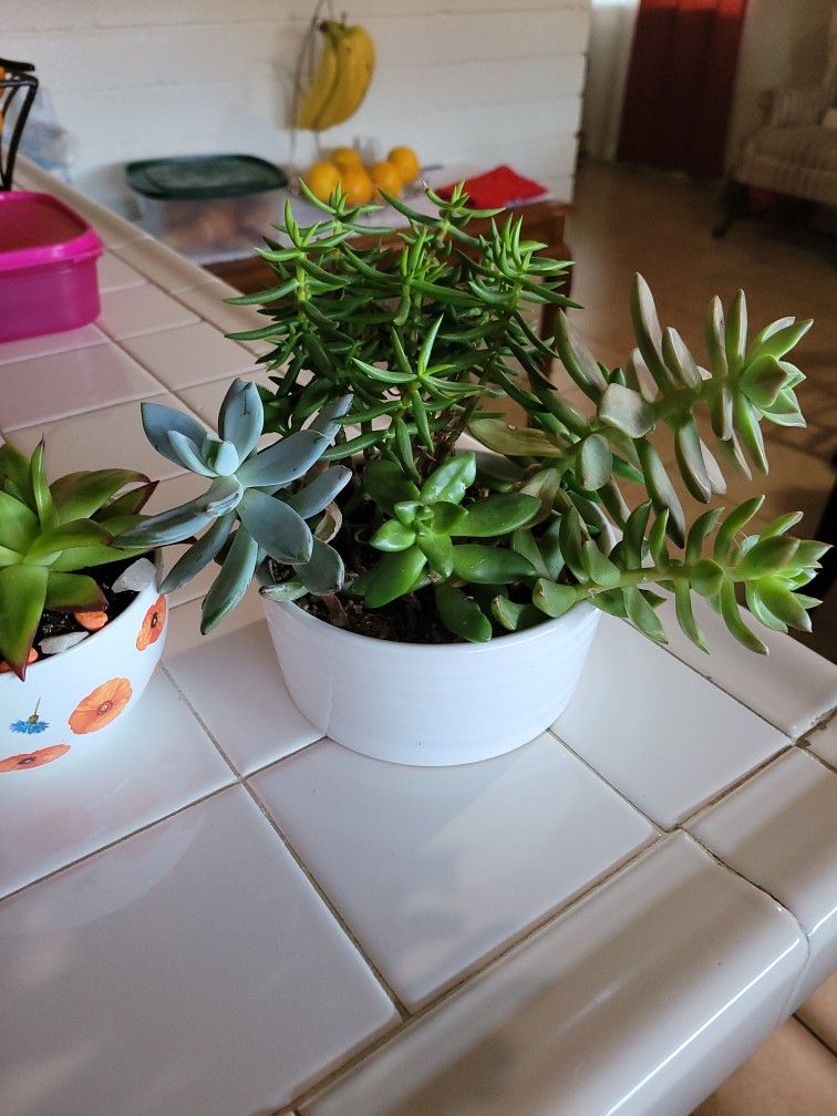 Plantas Naturales