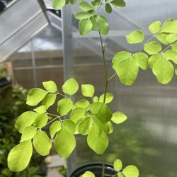 Moringa Plant 