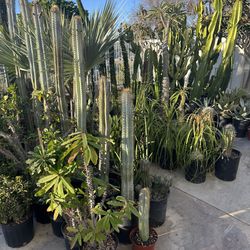 Wide variety of cactus and succulents plants
