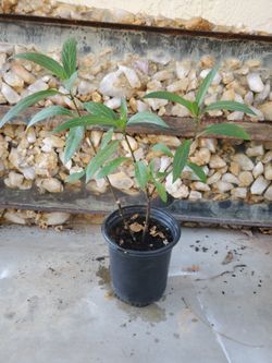 Mexican Petunia