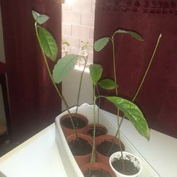 Avocado Plants 