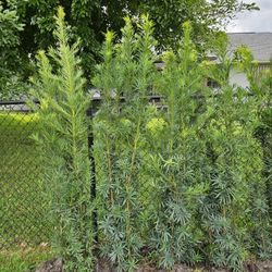 podocarpus  4 feet tall  $ 10 , 6 feet tall $35 , 7 feet tall and up available  instant privacy hedge 