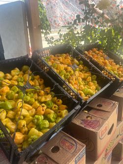 Chili Habanero $20 Box only today