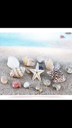 Tiny Shells For Art, Crafts, Nails