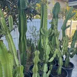 Giant Euphoriba inges