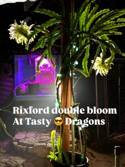 From branches to Mature Fruiting Dragon fruit