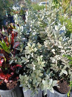 Silver Buttonwood Privacy Hedge Plants 3gl $6🌿🌿