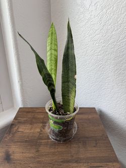 10” Snake Plant
