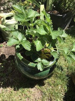 Strawberries in ceramic pot