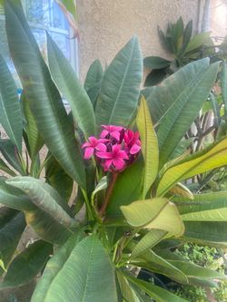 Dark red plumerias