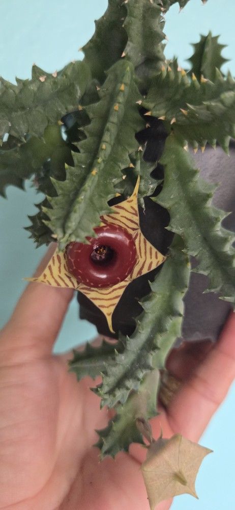 Life Saver Huernia Plant