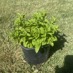 Yerba Buena