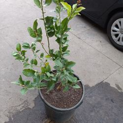 Dwarf Eureka Lemon Trees On 15 Gallons😃😃😃😃🌿🌿🌿🍋🍋🍋🍋
