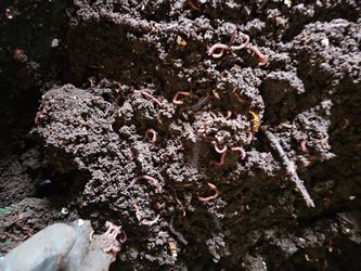Compost Worms