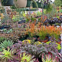Succulent Sale
