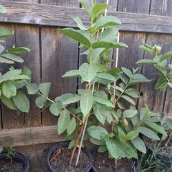 Arbales De Guallavas 